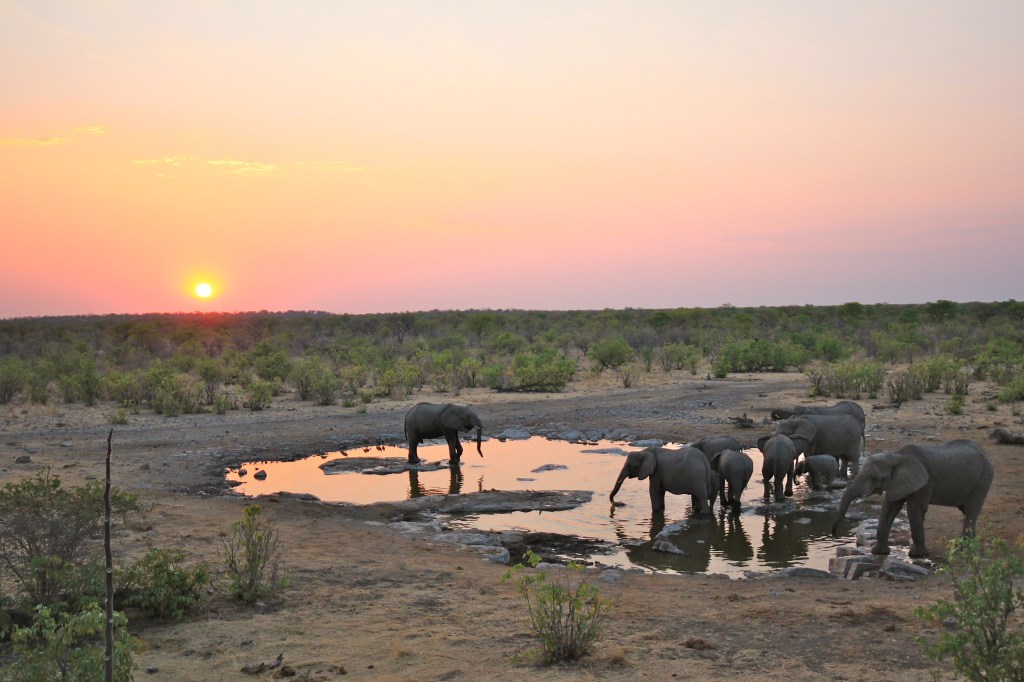 Elephants at a water hole in Etosha
