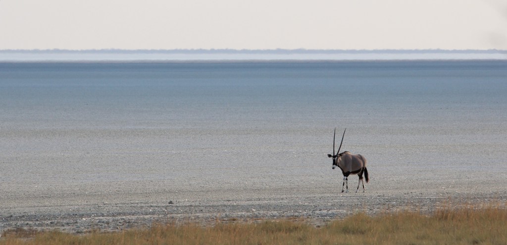 Oryx on the Etosha Pan
