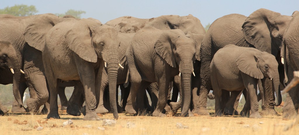 Elephant herd in Etosha