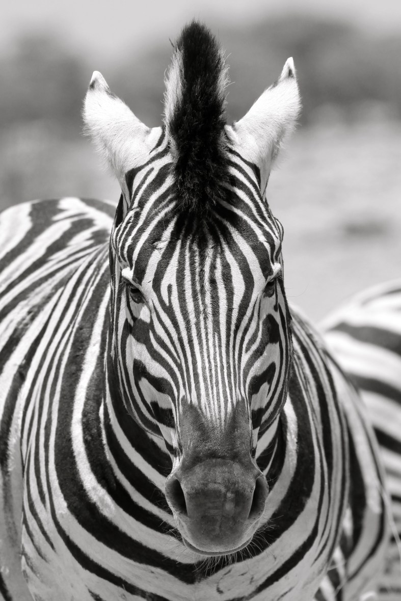 Zebra posing for a camera