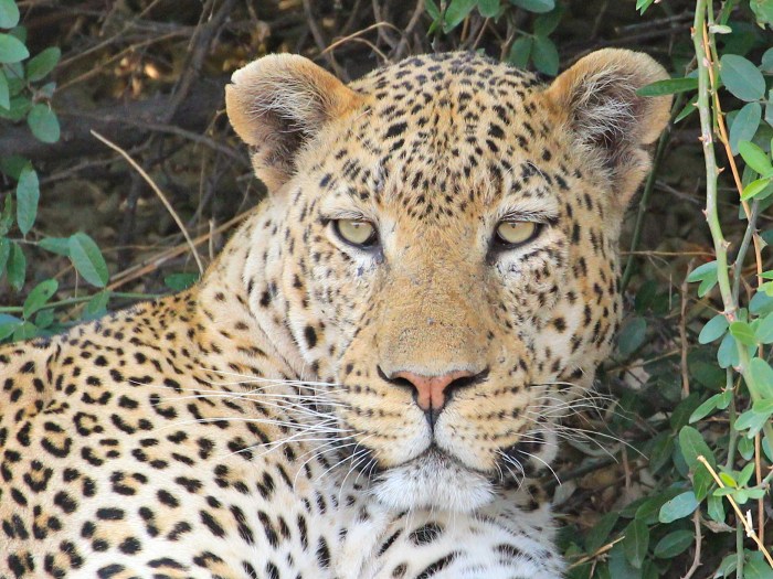 Chobe Leopard