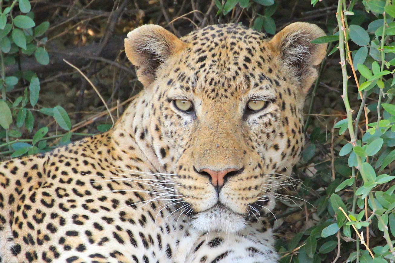 Chobe Leopard