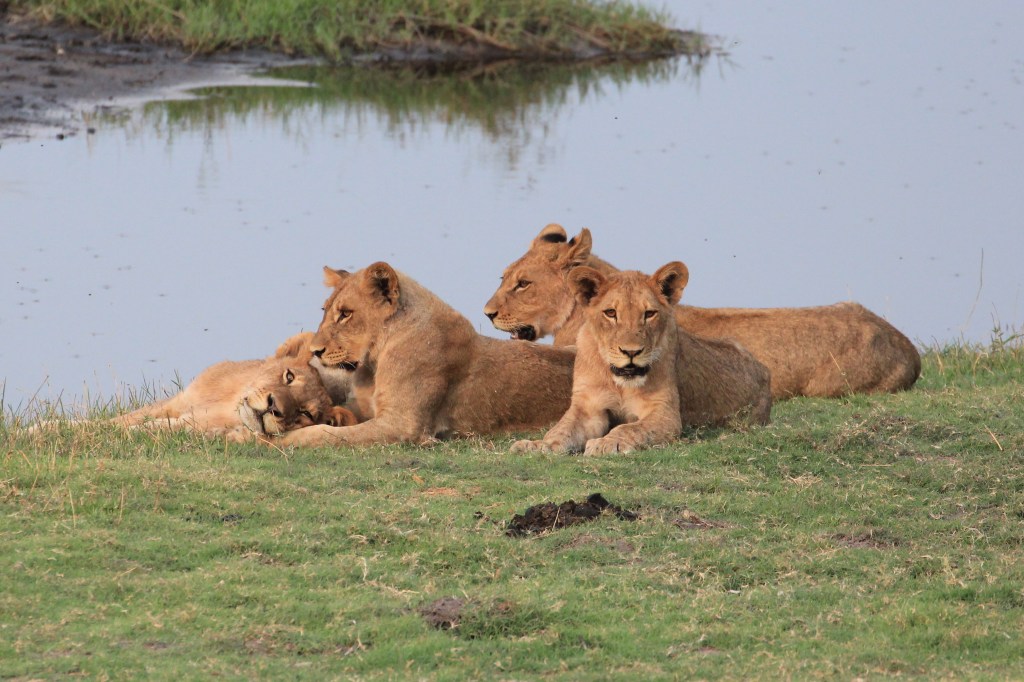 Lions in Chobe