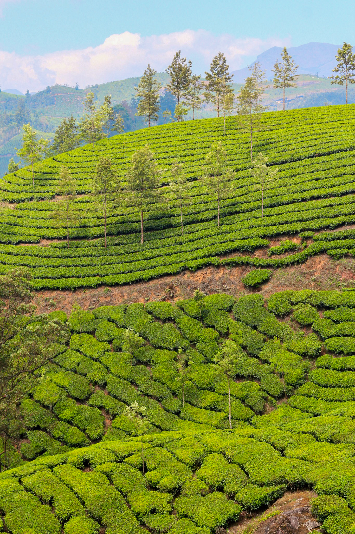 The tea plantations of Munnar in the state of Kerala. The state's motto, God's own country, is apt.