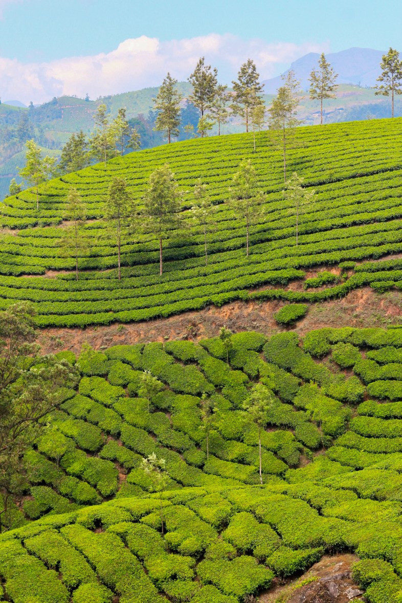 Munnar, India