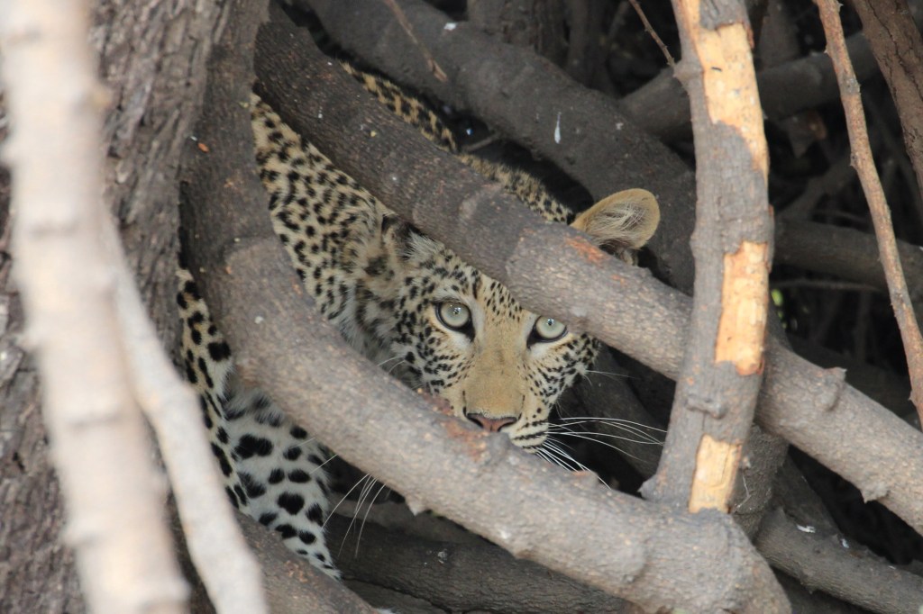 Chobe National Park Leopard