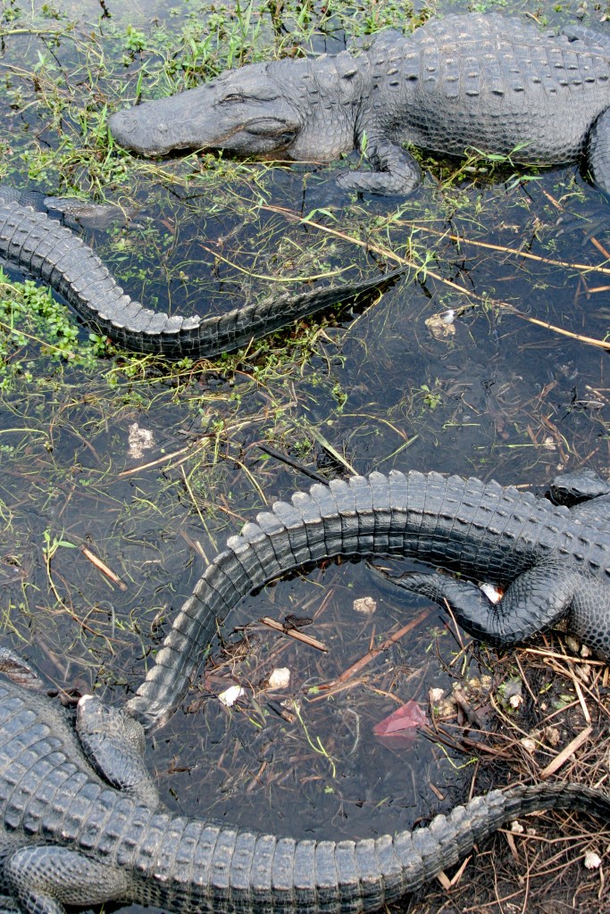 Everglades gators