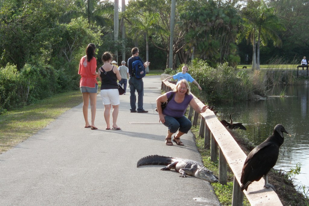 Alligator at Everglades with Tourists