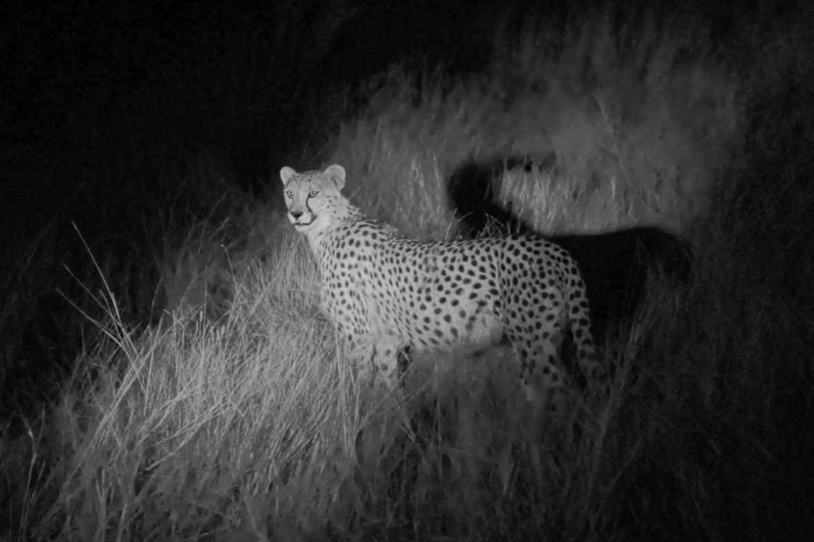 Cheetahs in Etosha National Park