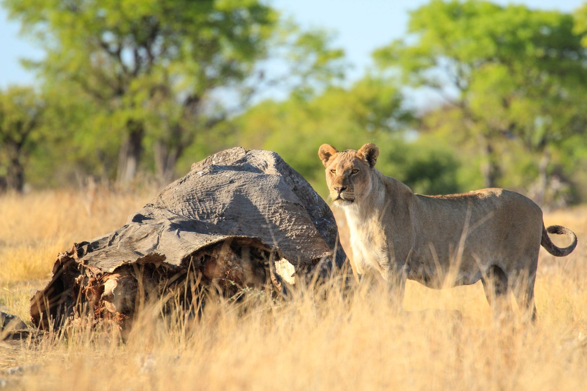 Lion with elephant carcass