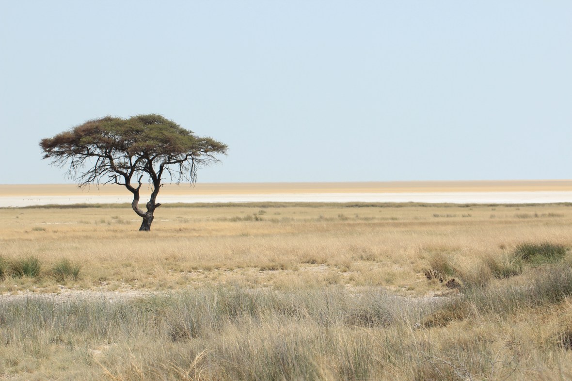 Lions in the tall grass