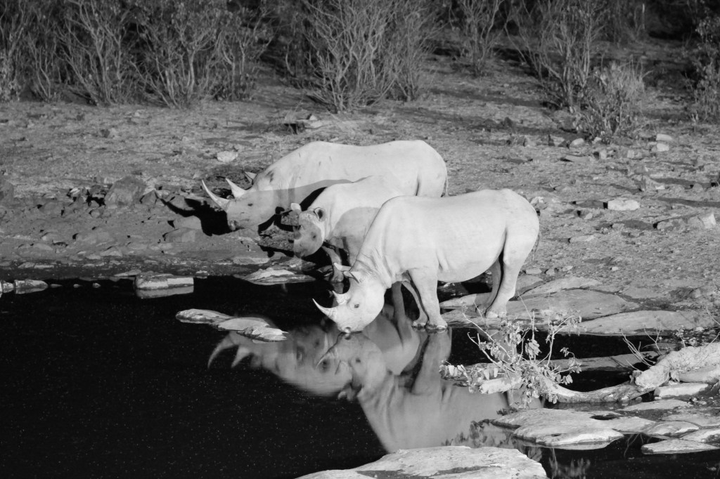 We say Rhinos at the Halali waterhole every night. 