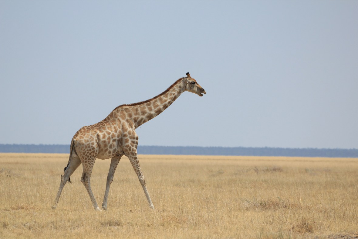 Giraffe in Etosha
