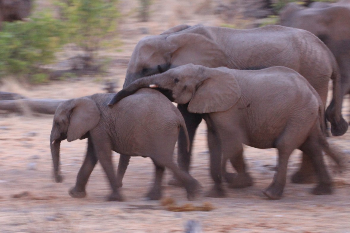 Halali waterhole at sunset with elephants