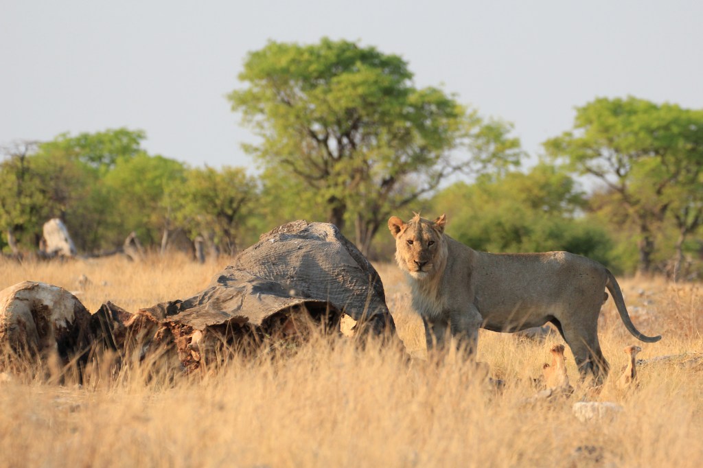 It was worth waking up at 5am to see this lion with an elephant carcass.