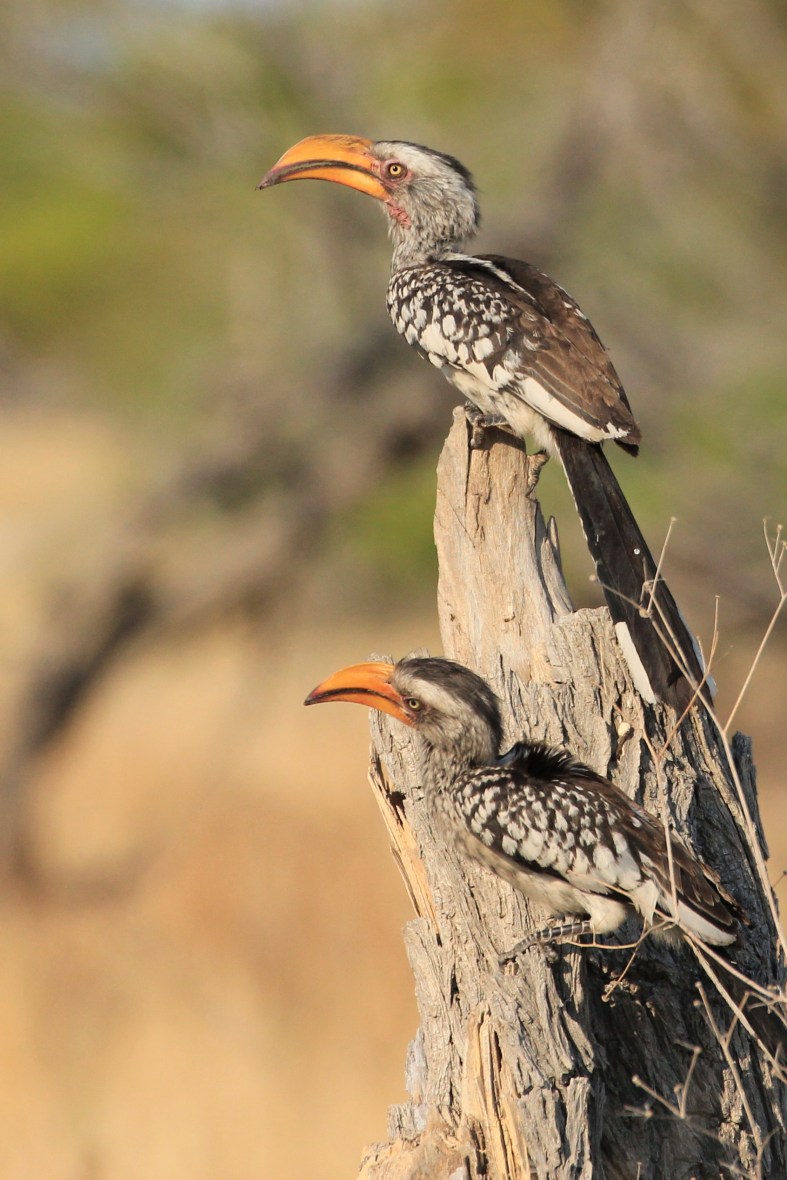 Yellow hornbills in Etosha