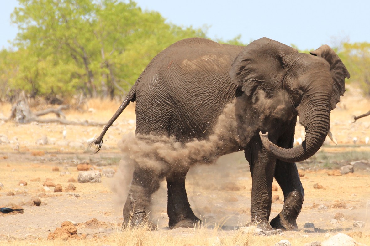 Elephant dirt bath in Etosha National Park