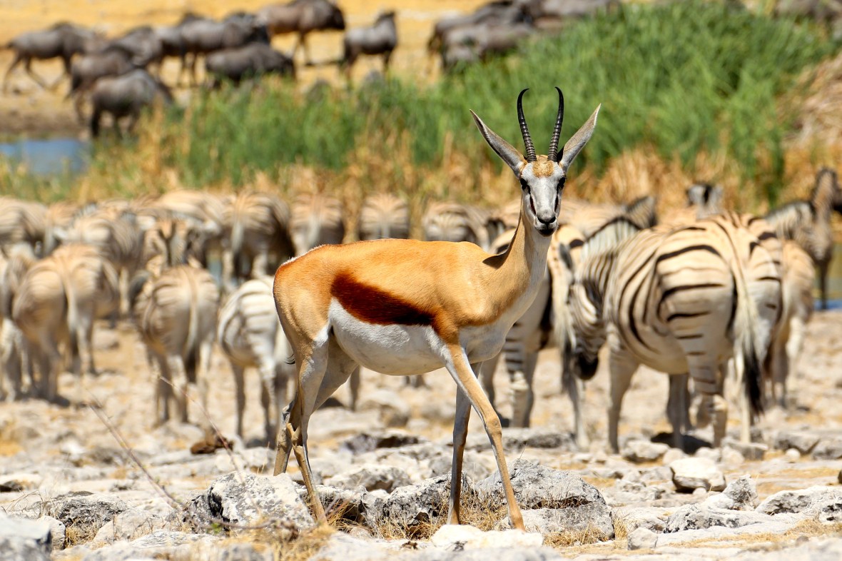 Springbok at a waterhole