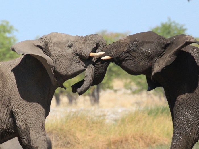 Elephant in Etosha water hole