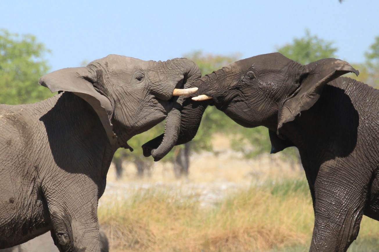 Elephant in Etosha water hole