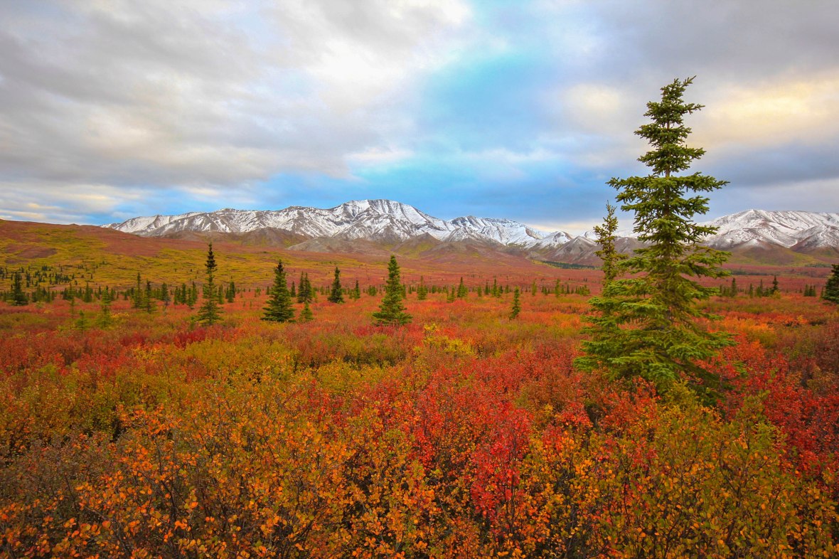 Autumn in Denali