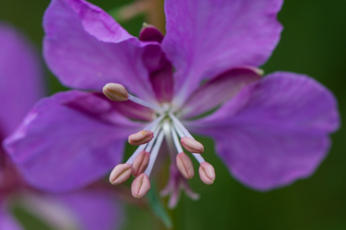 Fireweed bud