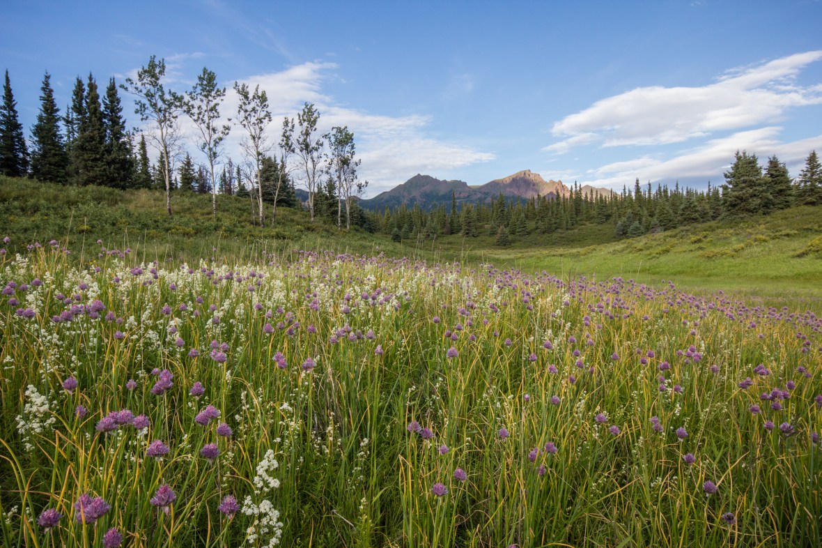 A field of wildflowers near the park entrance