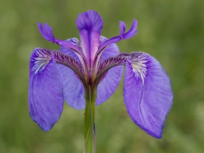 Wild Iris in Denali
