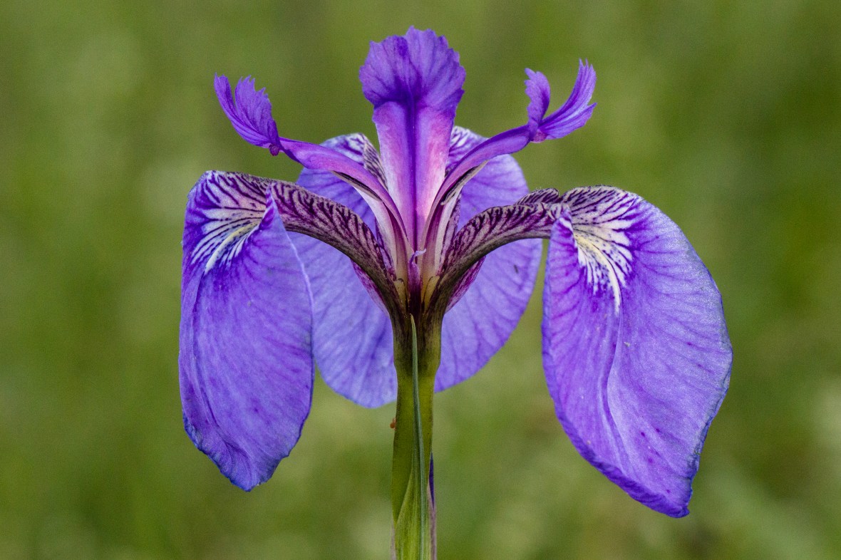 Mountain Iris