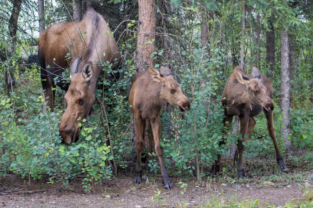 Baby Moose with Mother in Denali