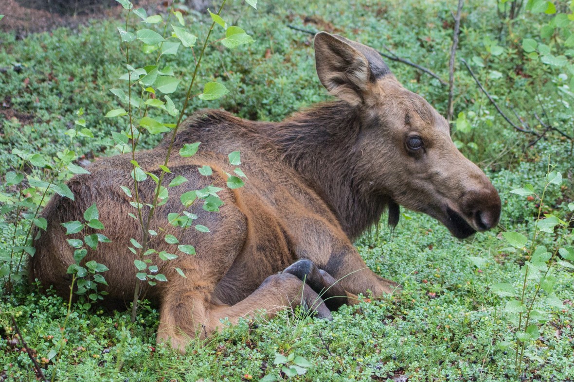 baby moose lying down