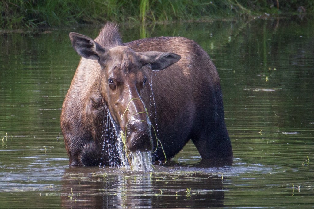 Chena Alaska moose in water