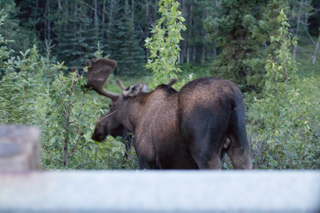 An enormous bull moose who refused to look up at me. 