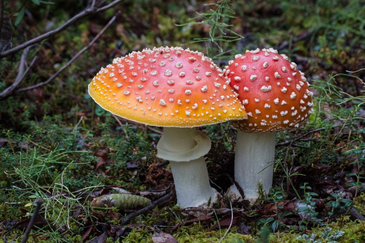 Mushrooms in Alaska