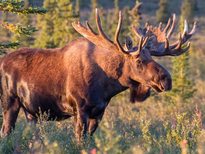 Bull Moose