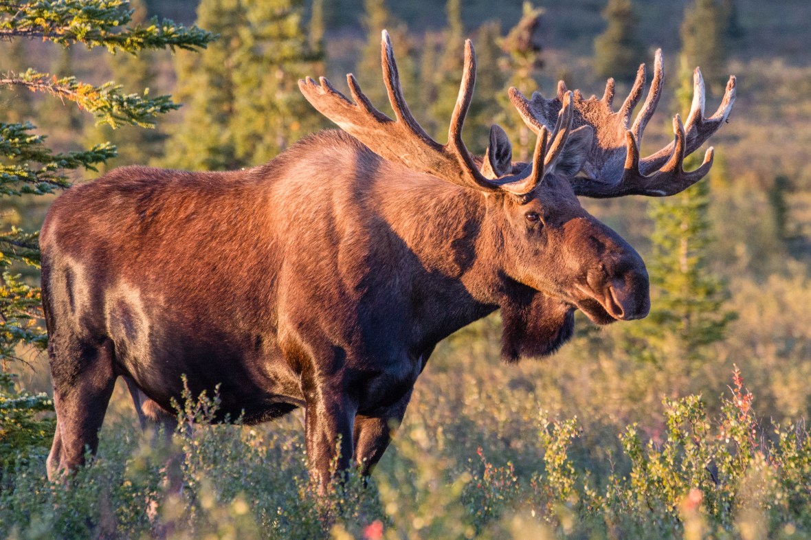 Bull Moose