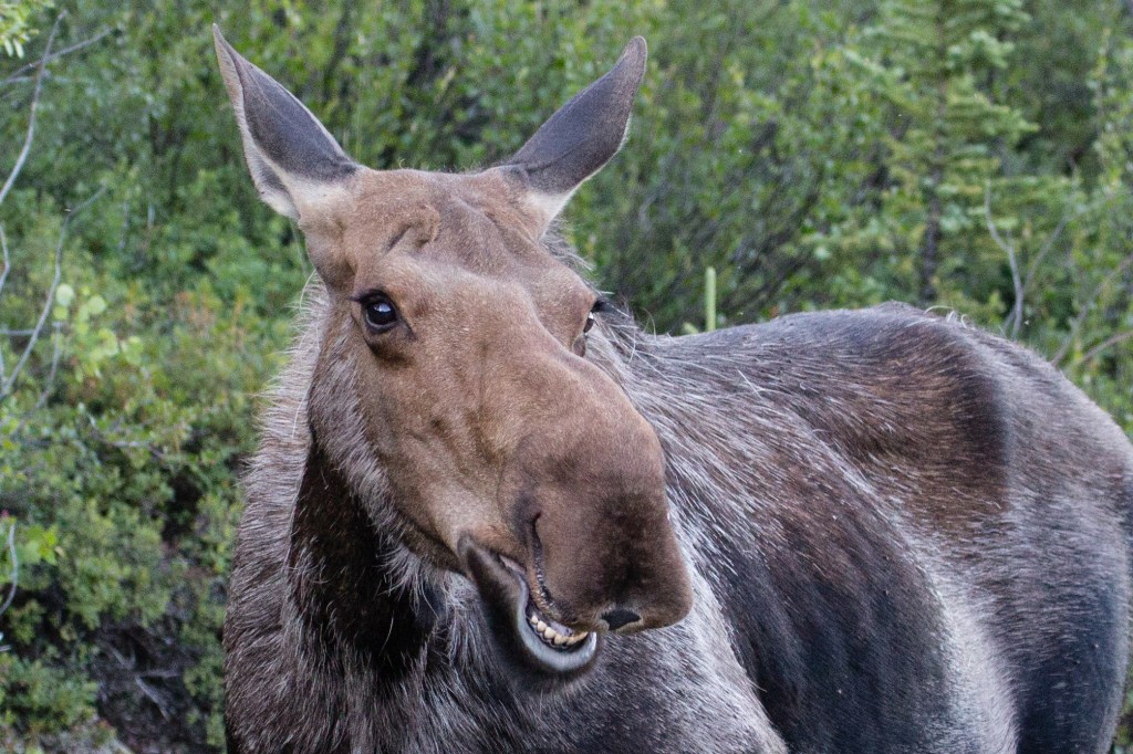 Denali Moose Smiling
