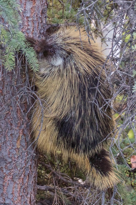 A huge porcupine who threatened to attack me in the spring. 