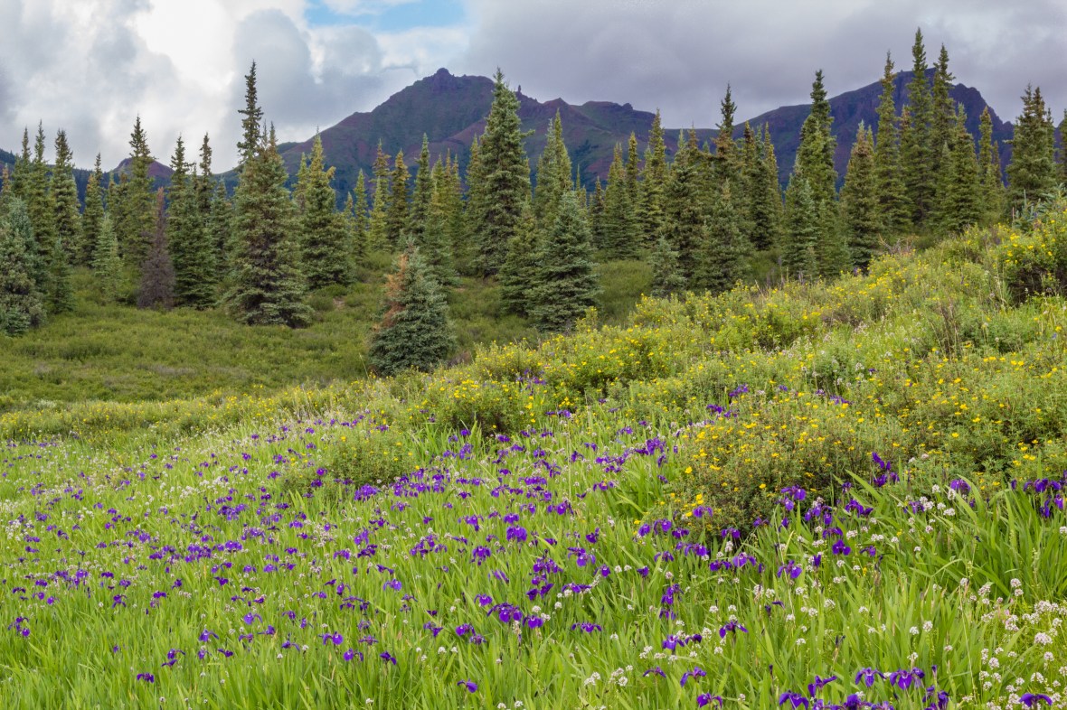 Meadow filled with Mountain Iris.