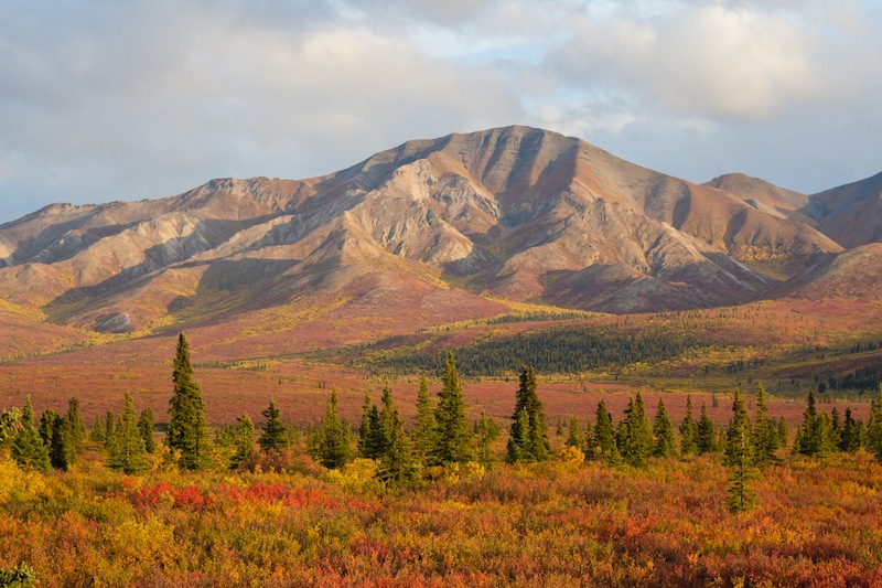 Autumn colors at mile 9 of the Denali Park Road. 
