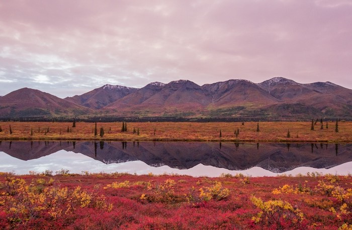 Fall Colors at Broad Pass