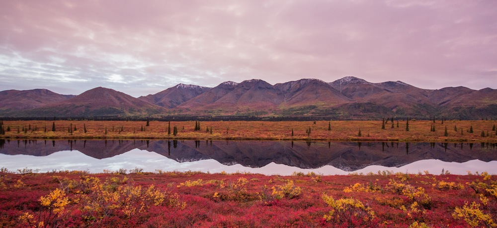 Fall Colors at Broad Pass