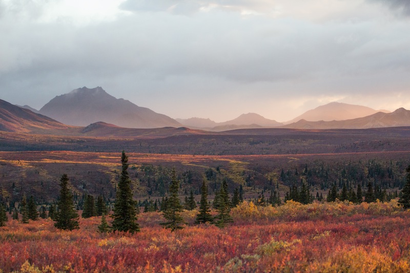 Red tundra in Denali
