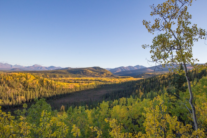 Denali Fall colors, Meadow View Trail