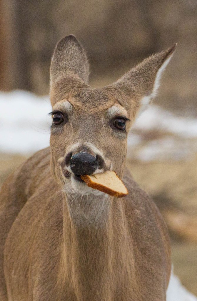 Deer Bread2-1