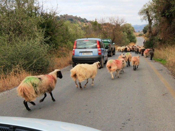 Sheep Crete Road driving rental car