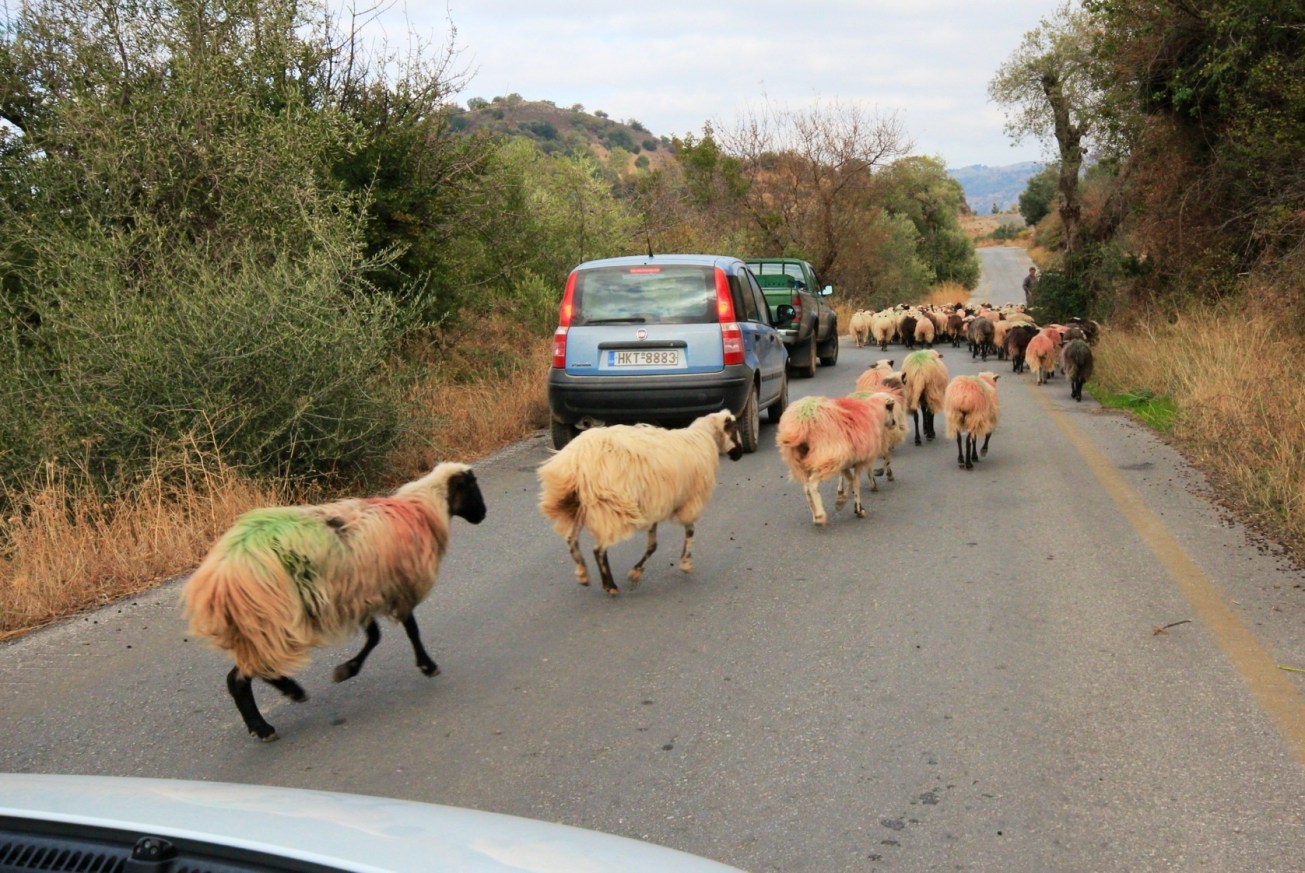 Sheep Crete Road driving rental car