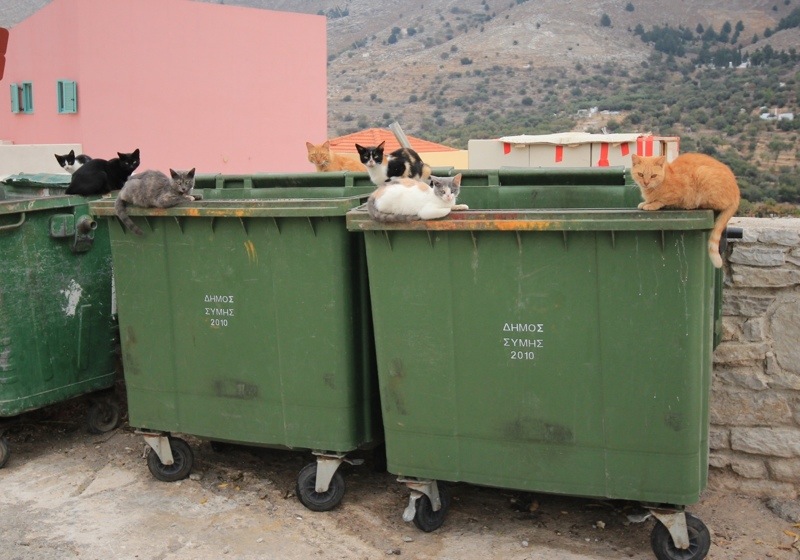Symi Dumpster Cats