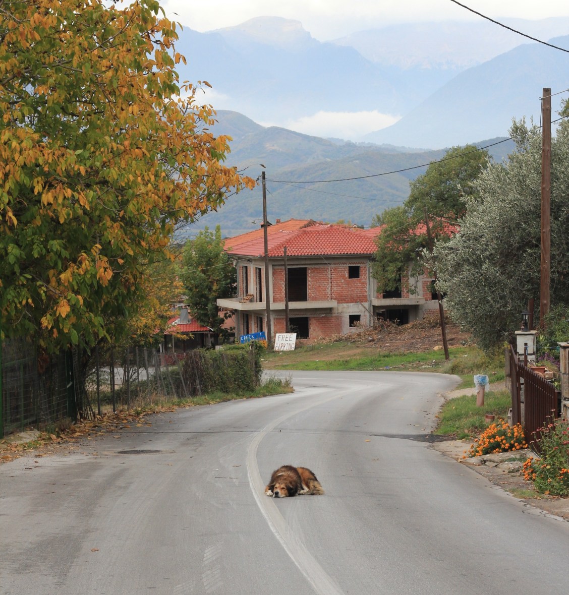 Greece Meteora Kastraki Dog