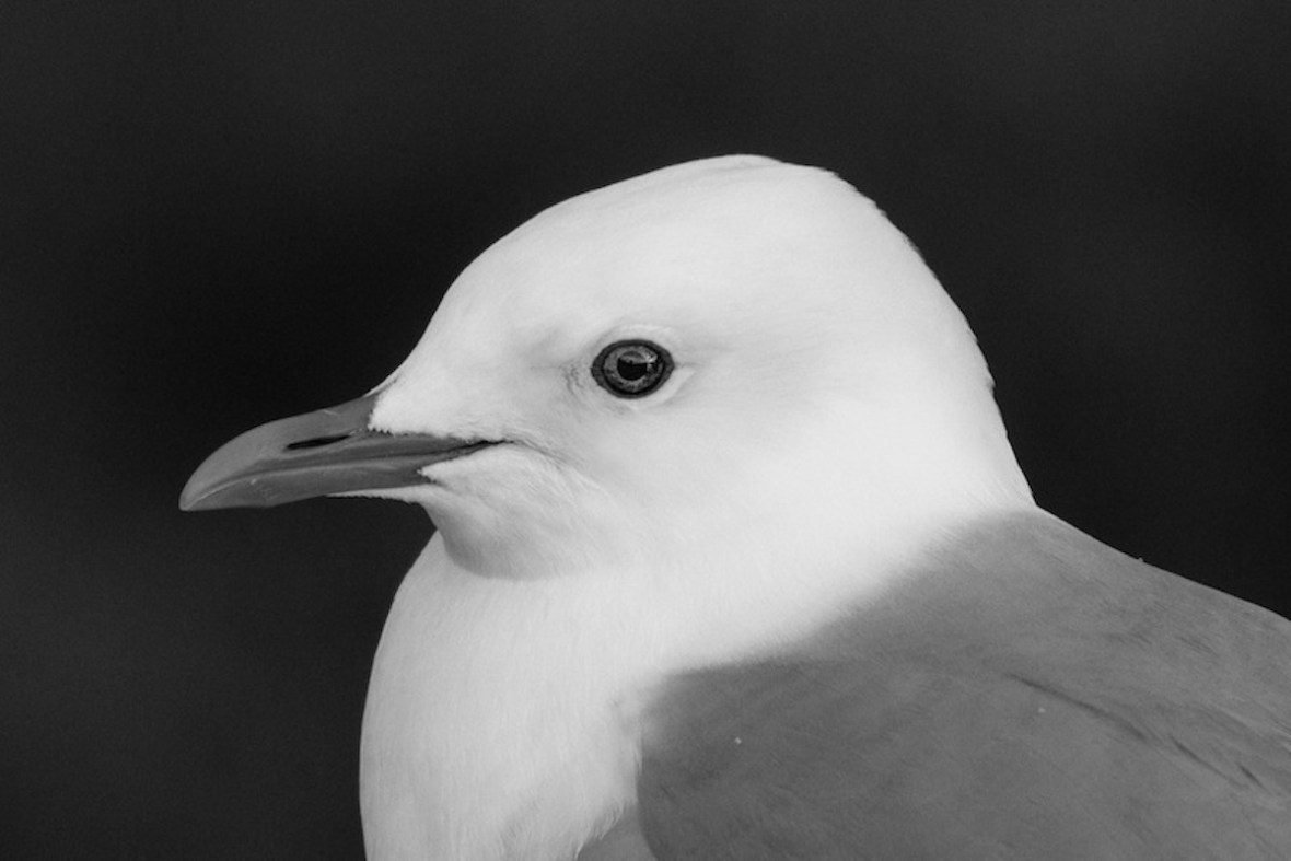 Mew gull black and white